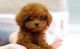 Poodle Puppies for sale in Woodlawn, VA, USA. price: NA