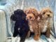 Poodle Puppies for sale in Abbeville, AL 36310, USA. price: NA