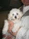 Poodle Puppies for sale in Concord, CA, USA. price: NA