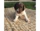 Poodle Puppies for sale in Modesto, CA, USA. price: $1,500