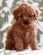 Poodle Puppies for sale in Hanford, CA 93230, USA. price: NA