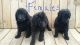 Poodle Puppies for sale in Gainesville, FL, USA. price: NA