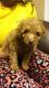Poodle Puppies for sale in Plainfield, NJ, USA. price: $1,000