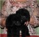Poodle Puppies for sale in Portsea VIC 3944, Australia. price: NA