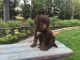 Poodle Puppies for sale in Modesto, CA, USA. price: $1,200