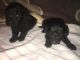 Poodle Puppies for sale in Glendale, AZ, USA. price: NA