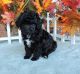 Poodle Puppies for sale in Jersey City, NJ, USA. price: NA