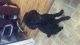 Poodle Puppies for sale in Visalia, CA, USA. price: NA