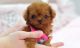 Poodle Puppies for sale in Adairsville, GA 30103, USA. price: NA