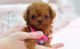 Poodle Puppies for sale in Louisville, KY, USA. price: NA