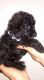 Poodle Puppies for sale in Savannah, GA, USA. price: NA