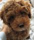 Poodle Puppies for sale in New Orleans, LA, USA. price: NA