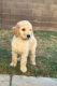 Poodle Puppies for sale in Chandler, AZ, USA. price: NA