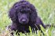 Poodle Puppies for sale in Dunedin, FL, USA. price: $1,100