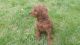 Poodle Puppies for sale in Dayton, OH, USA. price: NA