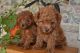 Poodle Puppies for sale in Berkeley, CA, USA. price: NA