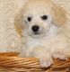 Poodle Puppies for sale in Berkeley, CA, USA. price: NA
