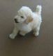 Poodle Puppies for sale in Rialto, CA, USA. price: NA