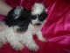 Poodle Puppies for sale in Detroit, MI, USA. price: $475