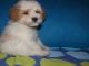 Poodle Puppies for sale in Carlsbad, CA, USA. price: NA