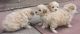 Poodle Puppies for sale in Montgomery, AL, USA. price: NA