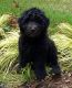 Poodle Puppies for sale in Gig Harbor, WA, USA. price: NA
