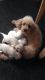Poodle Puppies for sale in Carlsbad, CA, USA. price: NA