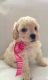 Poodle Puppies for sale in Ontario, CA, USA. price: NA