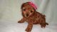 Poodle Puppies for sale in Anaheim, CA, USA. price: NA