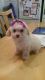 Poodle Puppies for sale in Escondido, CA, USA. price: NA