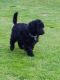 Poodle Puppies for sale in East Los Angeles, CA, USA. price: NA