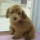 Poodle Puppies for sale in Fontana, CA, USA. price: NA