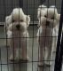 Poodle Puppies for sale in Port Aransas, TX, USA. price: NA