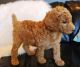 Poodle Puppies for sale in Stamford, CT, USA. price: NA