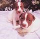 Poodle Puppies for sale in Cedar Rapids, IA, USA. price: NA