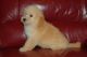 Poodle Puppies for sale in Downey, CA, USA. price: NA
