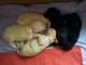 Poodle Puppies for sale in Oklahoma City, OK, USA. price: NA