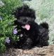 Poodle Puppies for sale in Washington, VA 22747, USA. price: NA