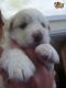 Poodle Puppies for sale in Columbus, OH, USA. price: NA