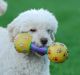 Poodle Puppies for sale in Columbus, OH, USA. price: $200