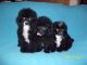 Poodle Puppies for sale in Joliet, IL, USA. price: NA