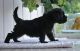 Poodle Puppies for sale in Louisville, KY, USA. price: $300