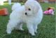 Poodle Puppies for sale in Batesburg-Leesville, SC, USA. price: $300