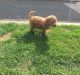 Poodle Puppies for sale in Louisville, KY, USA. price: $350