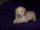 Poodle Puppies for sale in Longview, TX, USA. price: NA