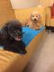 Poodle Puppies for sale in Meigs, GA 31765, USA. price: NA