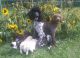 Poodle Puppies for sale in Millville, MN 55957, USA. price: $1,200