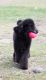 Poodle Puppies for sale in Lake Panasoffkee, FL 33538, USA. price: $450