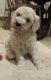 Poodle Puppies for sale in Arizona Mills, Tempe, AZ 85282, USA. price: NA