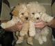 Poodle Puppies for sale in MN-7, Minnesota, USA. price: NA